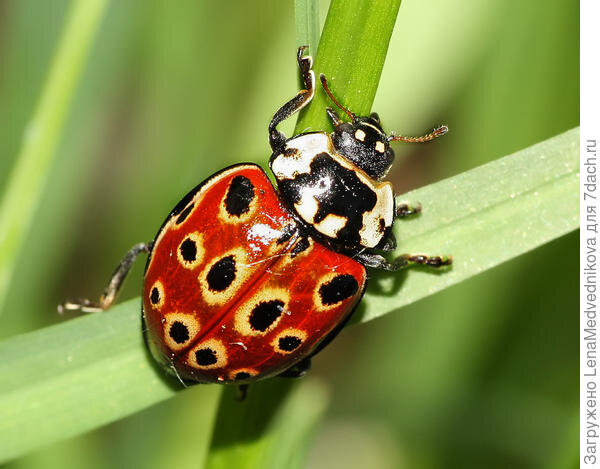 Божья коровка 🐞 образ жизни, среда обитания, виды и особенности