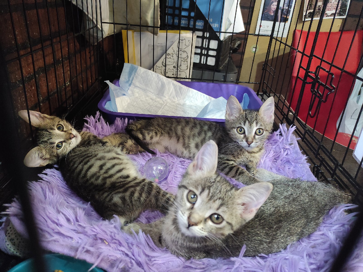 Августа, Айдана и Айленд