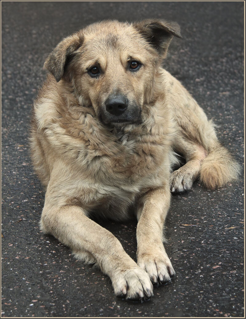 -Месье, же не манж па сис жур! Чем не дворянин?