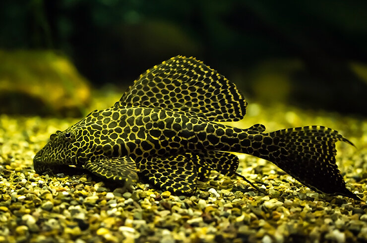 Птеригоплихт парчовый.Уход и содержание.