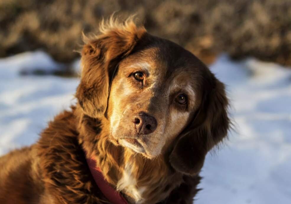 Дрессировка собак: основные команды и как им научить - Purina ONE®