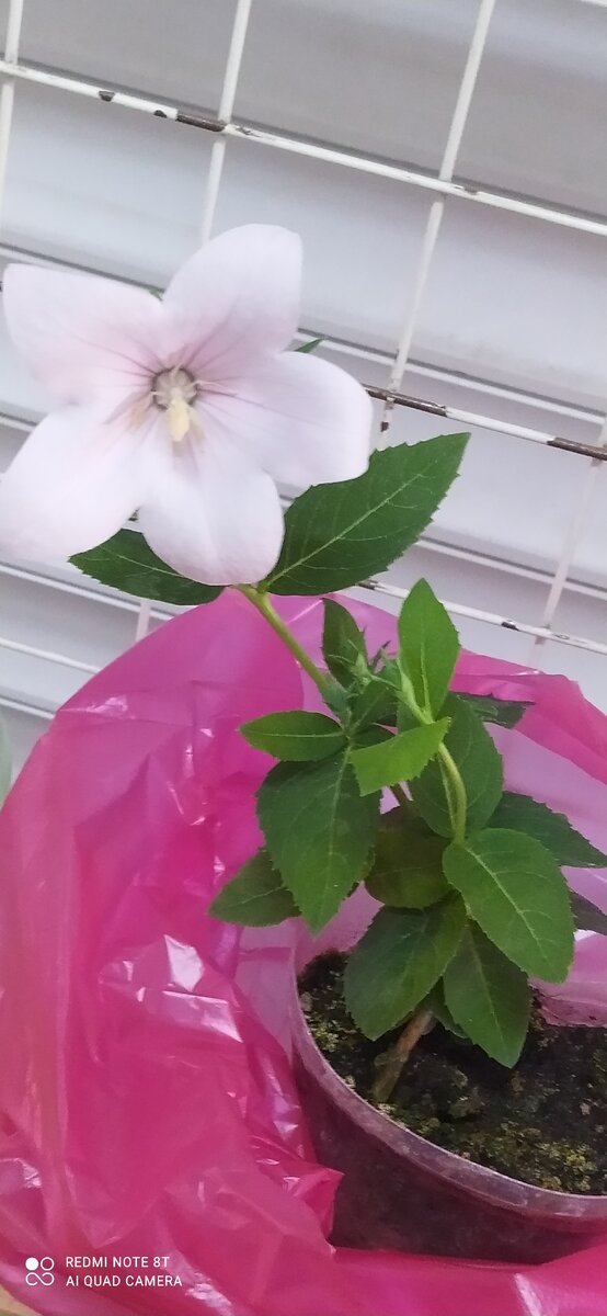 Платикодон