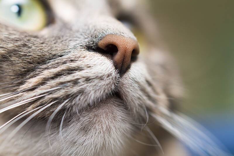 Почему у кошки сухой нос? А почему мокрый? 🤔 | Мини-приют Мурзилки СПб |  Дзен