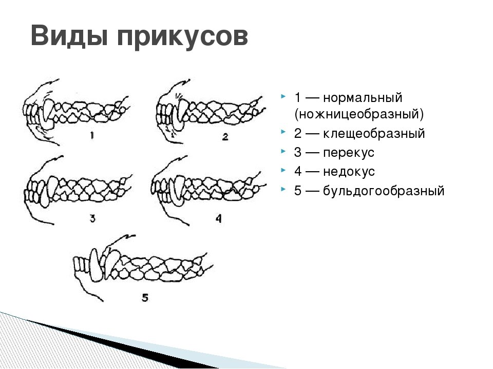 Расположение зубов у собак схема