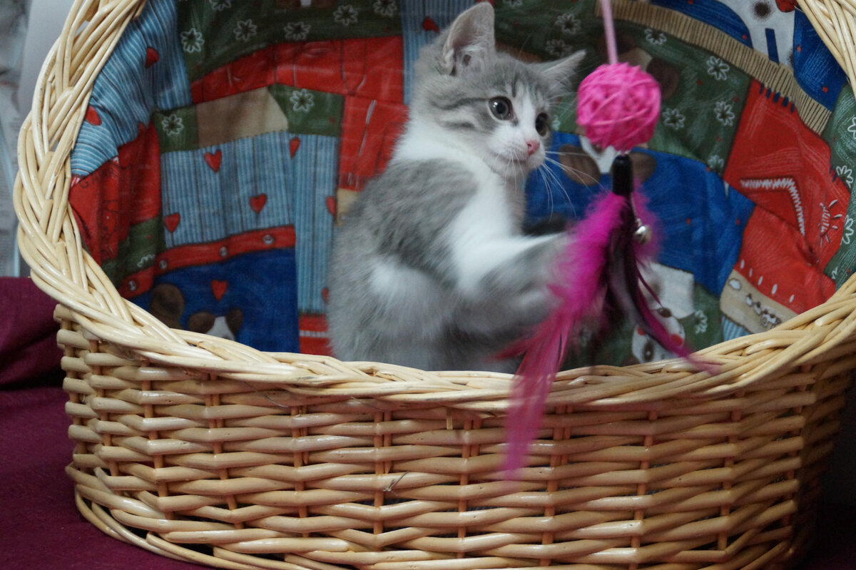 И очень игривый