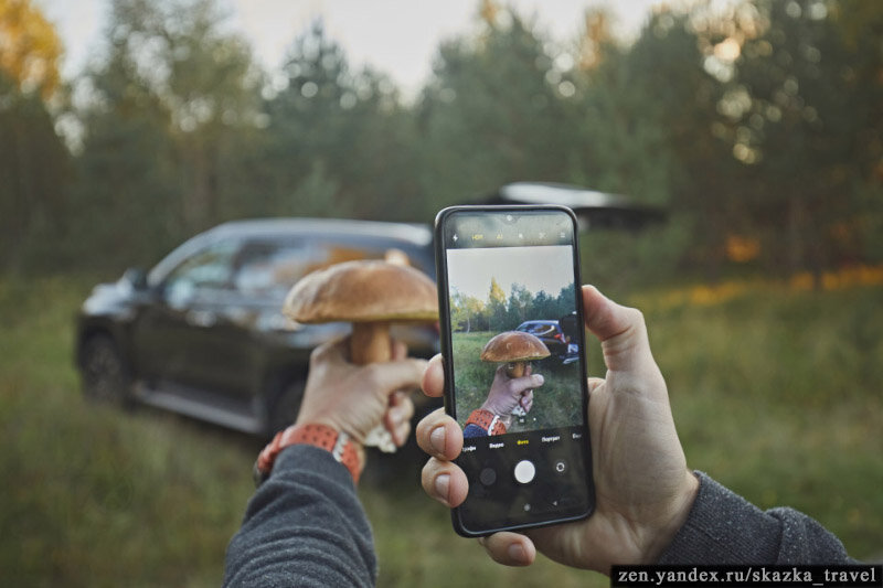 Белые грибы по пути