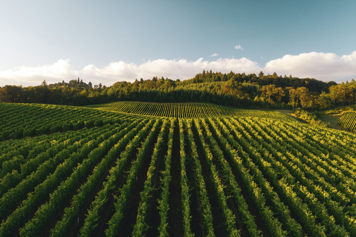 Фото: © Dan Meyers/Unsplash