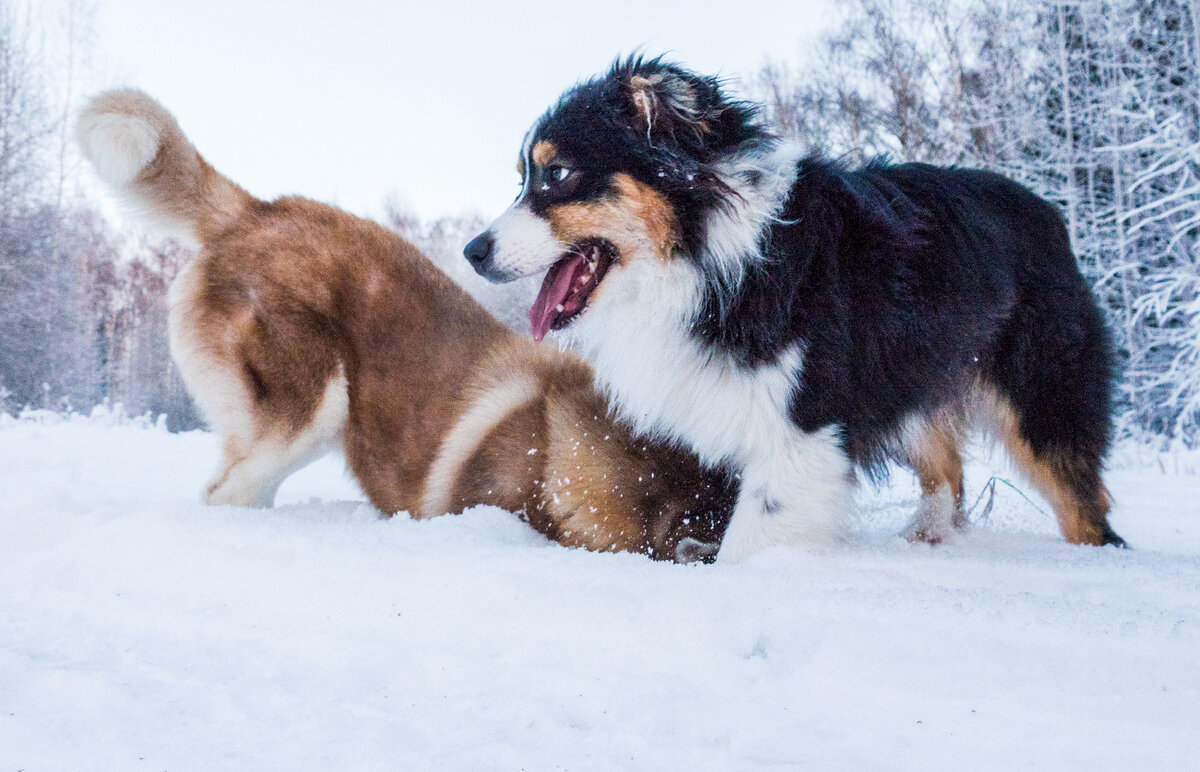 Игра в страуса)))