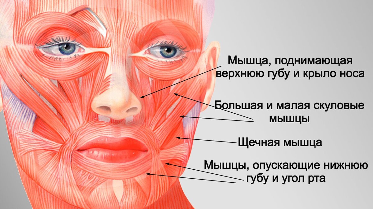 Почему дергается губа – научные причины, суеверия и что делать