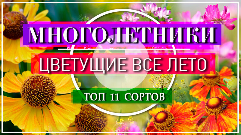 Многолетние тенелюбивые цветы для сада, цветущие все лето! | Супер дачник!!! | Дзен