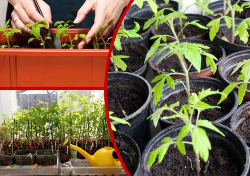 Пикировка томатов