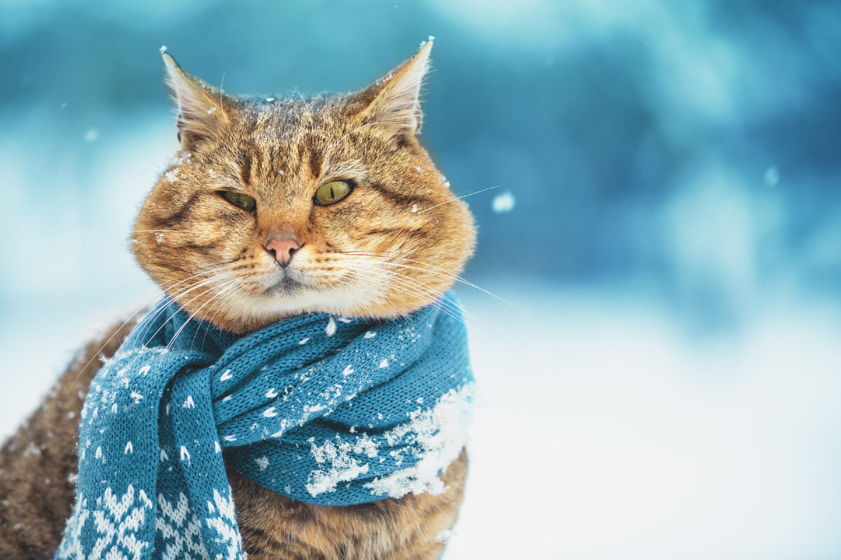 Том что с 1 декабря. С 1 днем зимы. Кошка снег зима. Кошки шарф снегу. С 1 днем зимы 1 декабря.