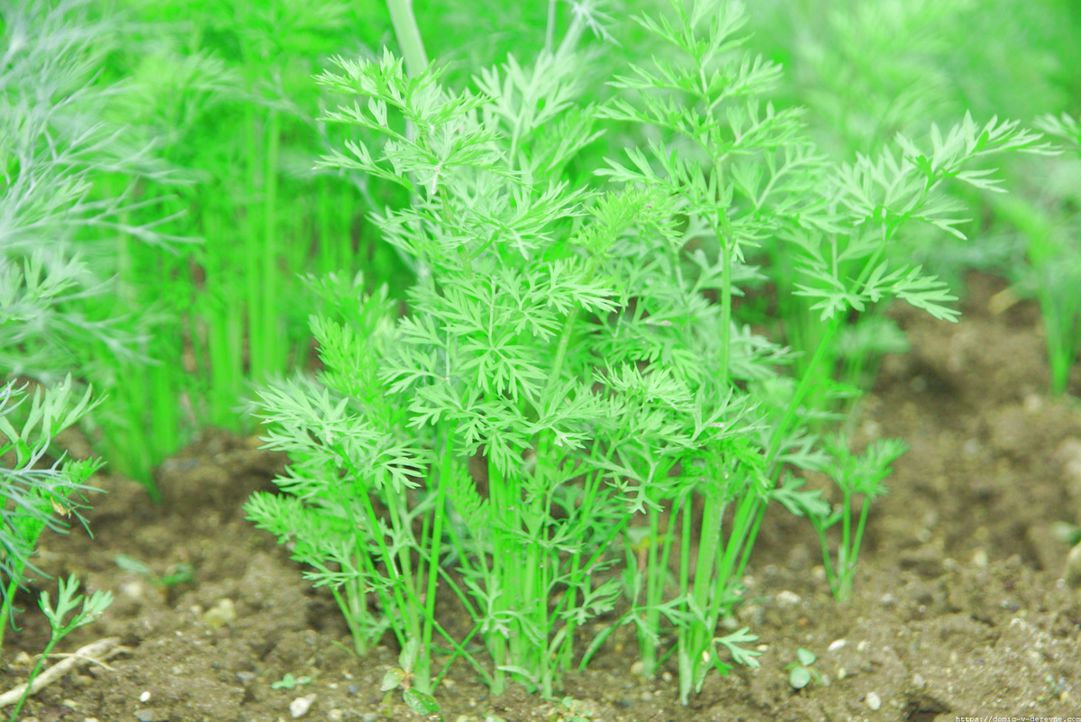 Выращивание сладкой Моркови