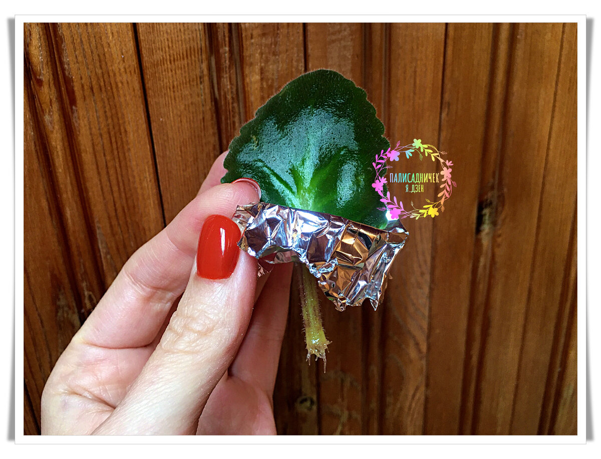 Корни при таком варианте укоренения появляются в течение пары недель максимум, обычно намного раньше. Листайте дальше, пожалуйста. ⏩⏩