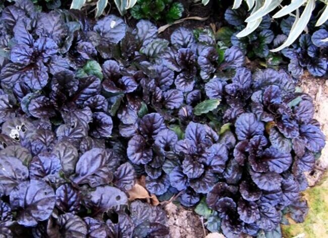 Блэк скэллоп (черный гребешок)