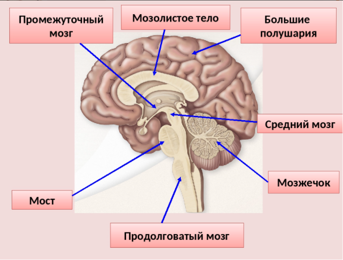 Установите соответствие между головного мозга. Промежуточный мозг продолговатый мозг средний мозг мост. Продолговатый мозг,мост,средний мозг, мозжечок,промежуточный. Промежуточный мозг 2) продолговатый мозг 3) мозжечок. Мозжечок мост промежуточный мозг продолговатый функции.