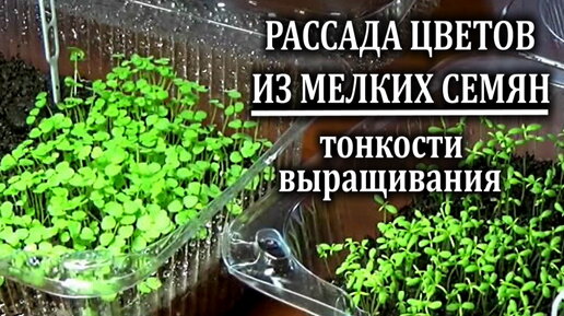 Рассада цветов из мелких семян Это нужно делать обязательно