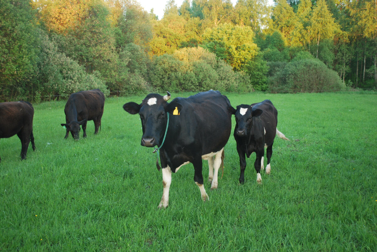 Зорька и Звездочка