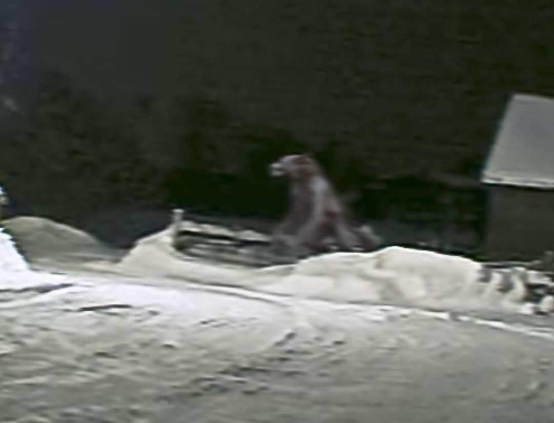 Фотография мичиганского оборотня, сделанная в 2008 году