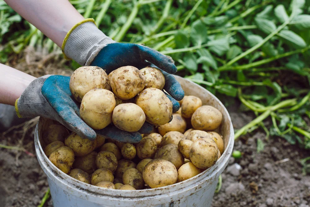 Первый урожай картофеля. Картофель на грядке. Урожай картофеля. Хороший урожай картошки. Кормовой картофель.