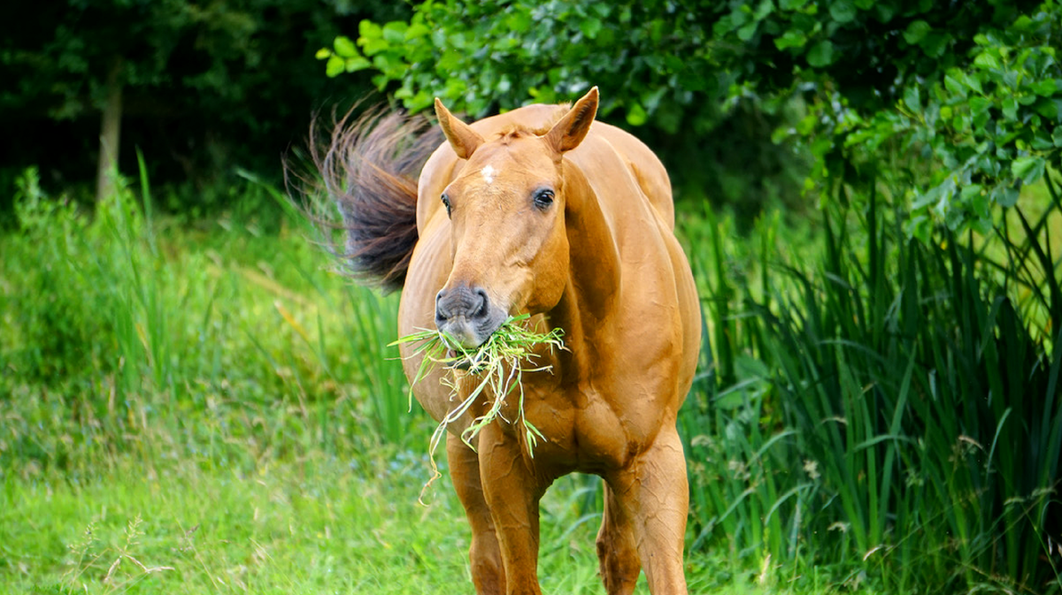 Лошадки существуют. Лошади. Лошадь ест траву. Конь кушает траву. Конь ест траву.