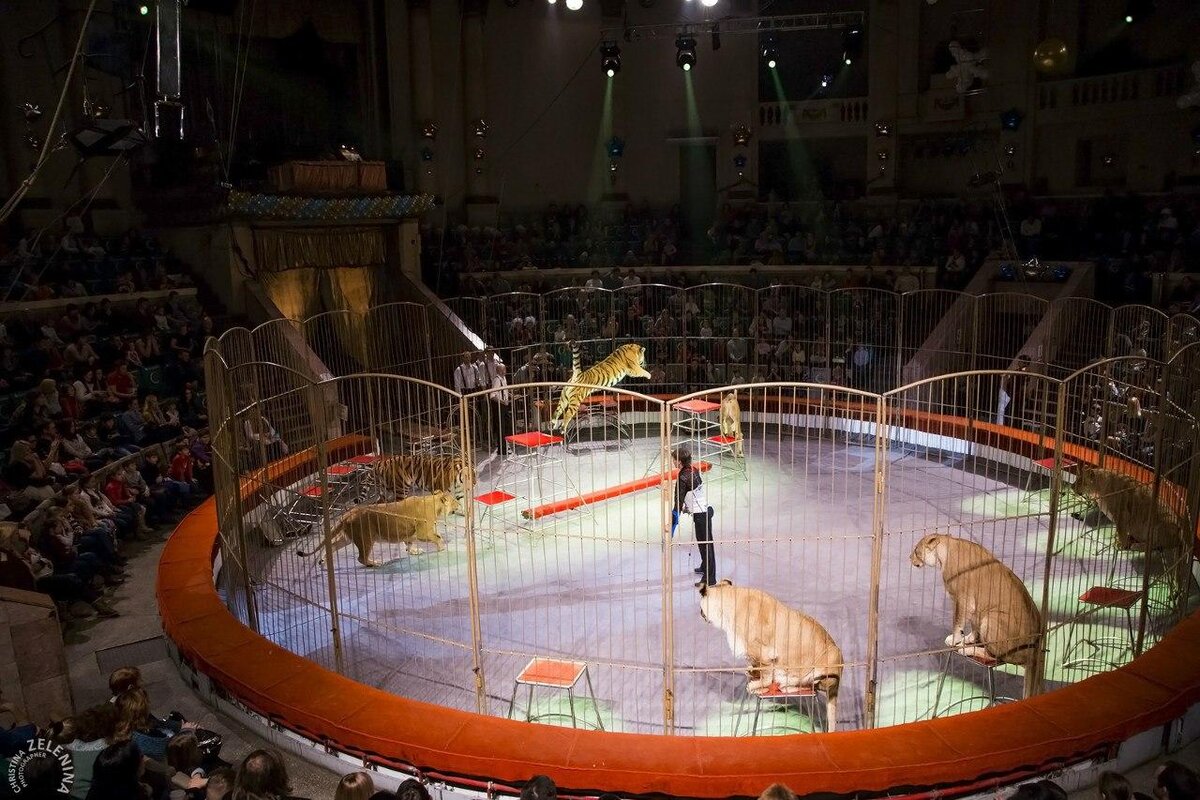 ростовский цирк затерянный город