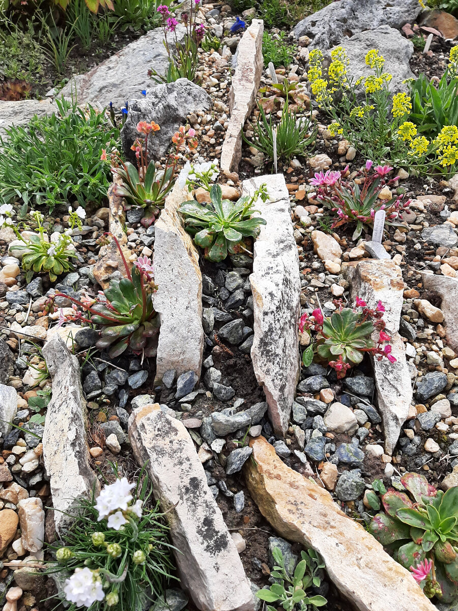 Левизия котиледон — L. cotyledon, Эти левизии котиледон пережили вторую зиму, фото автора  от 02.06.22