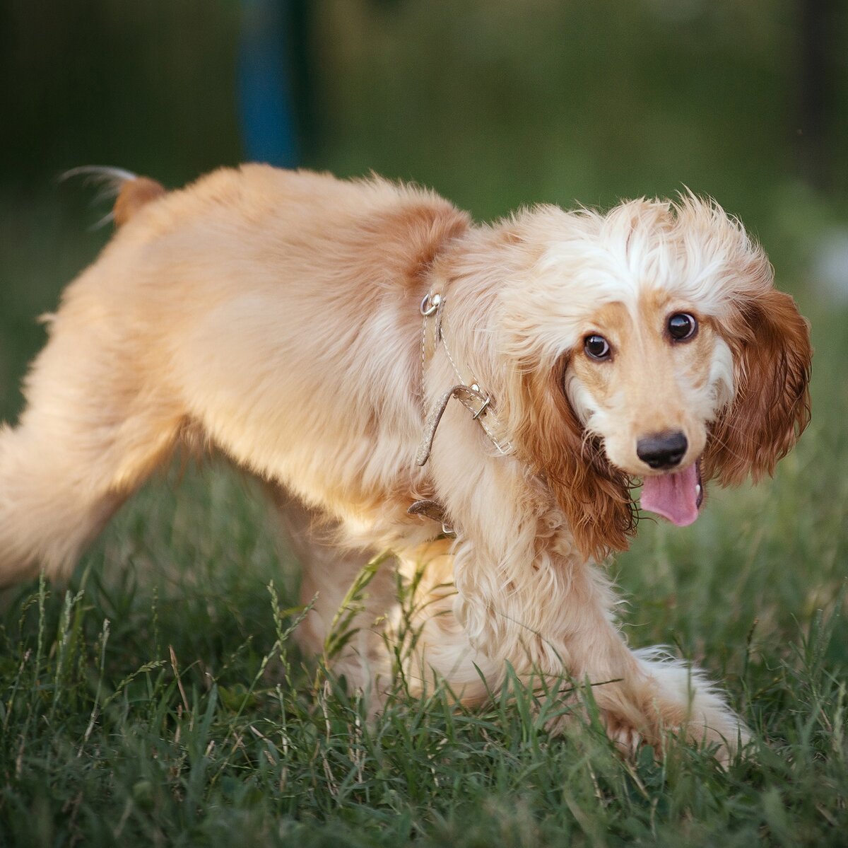 Напоить пса очень важно, это профилактика перегрева.