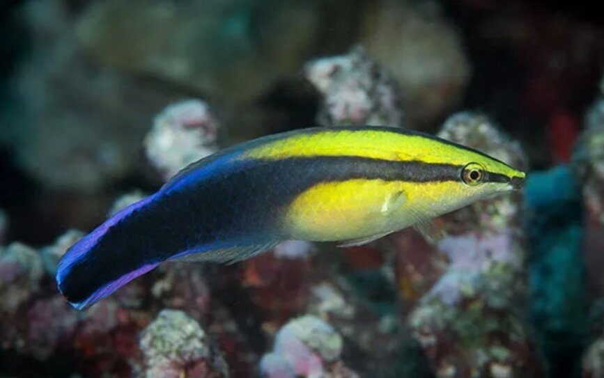           Так он выглядит в реальной жизни 