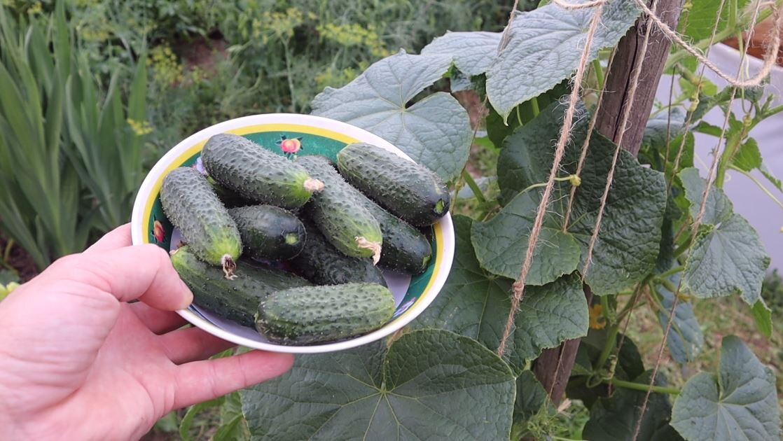 Огурцы, помимо того, что вкусные, уникальны по своему составу. Это практически чистая польза для организма.