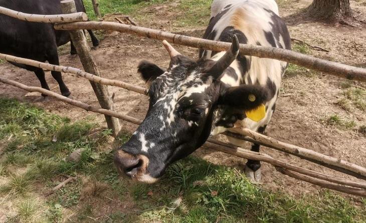    Разведение не только коров, но и супер-крыс на ферме становится приметой времени