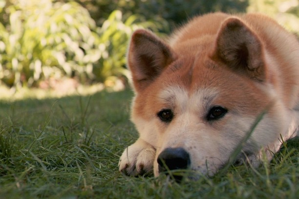 Кадр из фильма "Хатико: Самый верный друг" (Hachi: A Dog’s Tale) Режиссёр: Лассе Халльстрём