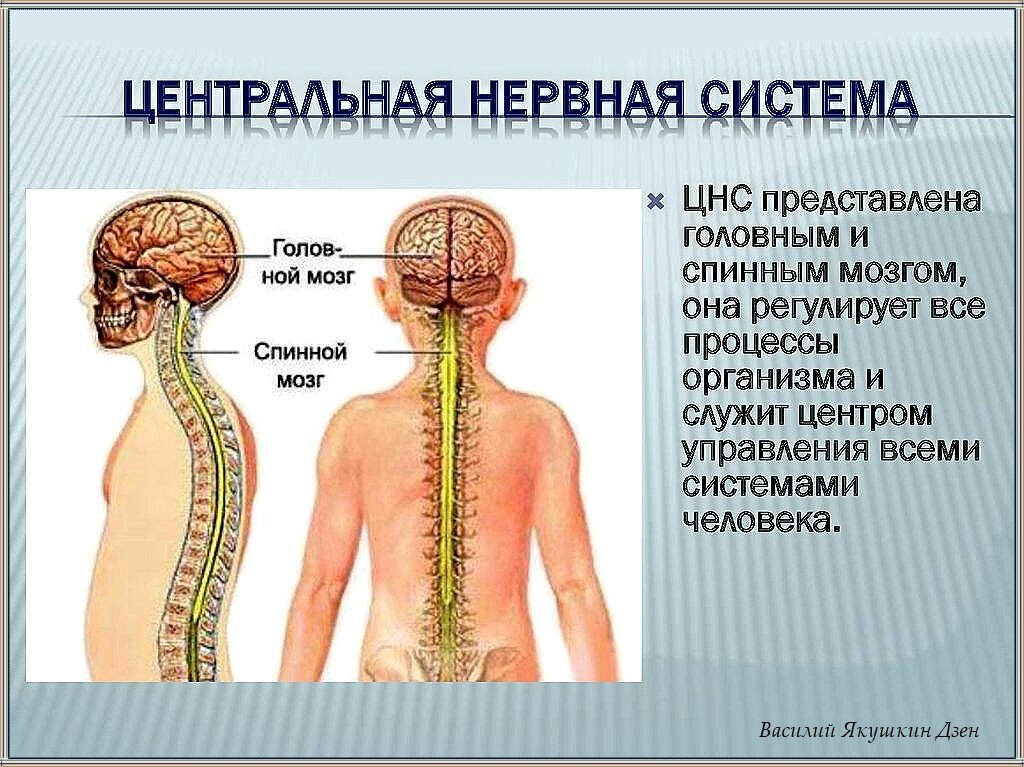 Строение спинного и головного мозга