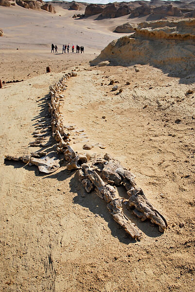 Скелеты китов в Сахаре. Откуда они там взялись?