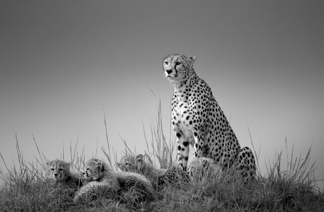     Фото: Johan Willems Cheetah with cubs