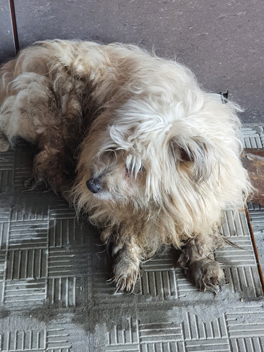 Марту нашли на улице в марте этого года. Поэтому и имя ей дали такое. Сравните, какой она стала сейчас.