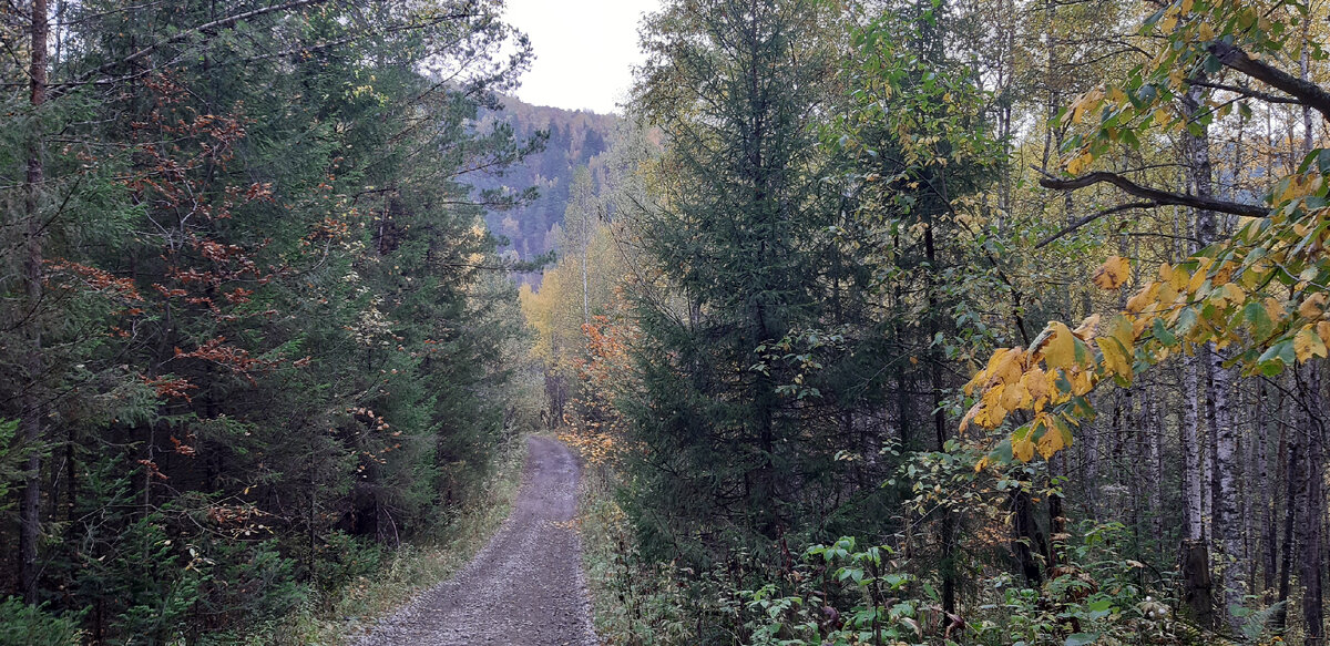 Путь к скале по проселочной дороге в лесу