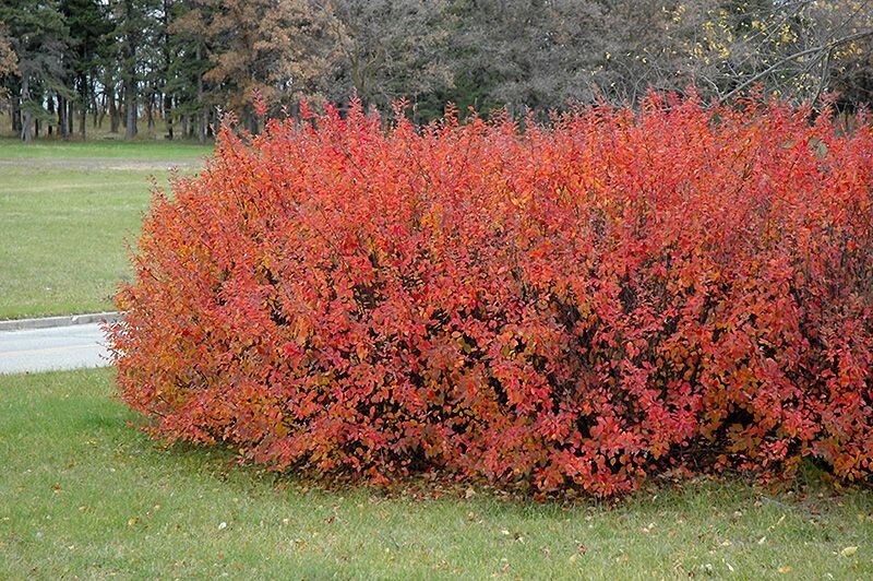 кизильник блестящий cotoneaster lucidus. кизильник лоснящийся. кизильник блестящий кустарник. кизильник франчетти. куст блестящий.