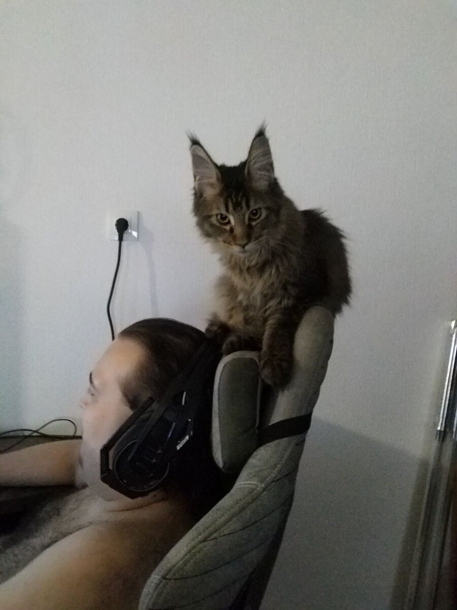 Да, я прыгаю по головам. А чего добился ты?