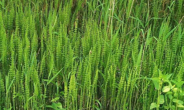    Десять травяных баз создадут в китайской провинции Аньхой для нужд народной медицины