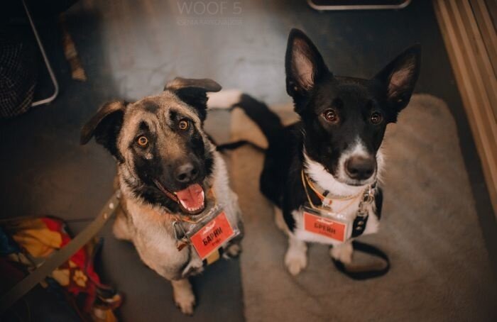    фестиваль Woof