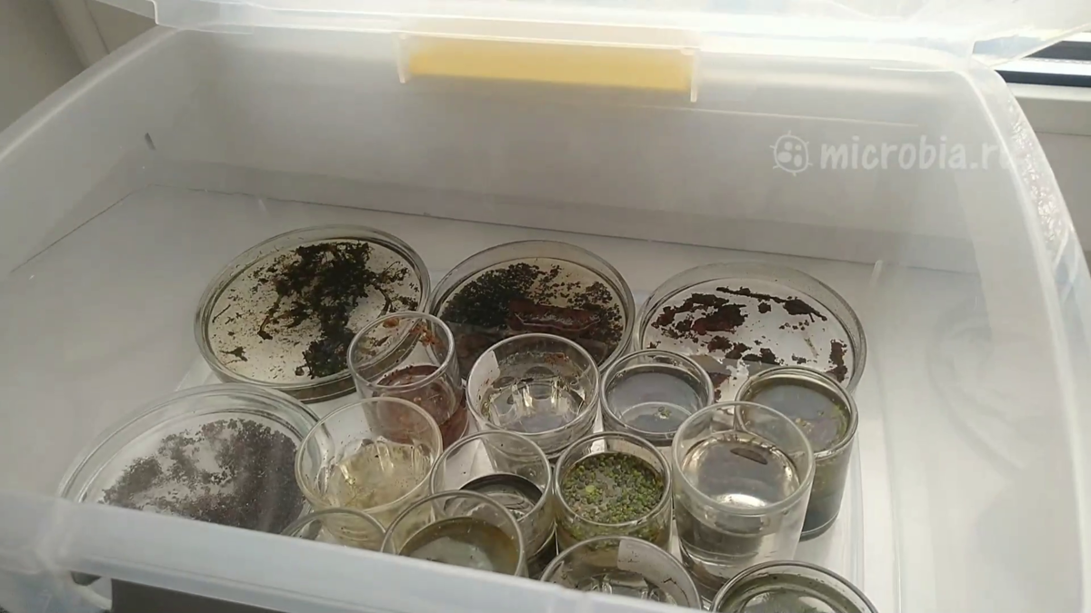 Мои стопки микробов:)). Обычное разнообразие хранящихся у меня проб. В каждой емкости - вода из определенного водоема со своей уникальной микрофауной.