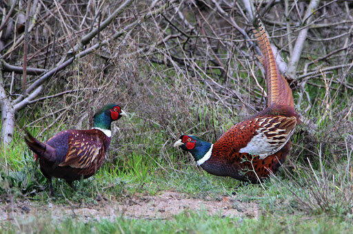 Основным видом охоты на фазанов является охота с собакой. Для этого пригодны почти все породы легавых, но предпочтение следует отдать жесткошерстным и длинношерстным собакам, которые более надежно защищены от колючей растительности. Хорошо показали себя спаниели. Отсутствие у них стойки является преимуществом, так как они энергичнее, чем легавые, преследуют бегущих птиц и быстрее заставляют их подняться на крыло. Кроме того, маленький рост спаниеля позволяет ему легче и быстрее преодолевать заросли колючей растительности, которые иногда бывают совершенно недоступны для крупных собак.

Обычно охота за фазанами с собакой протекает следующим образом: собака, попав на след фазана, энергично преследует бегущую птицу, а охотник быстро идет за собакой, готовясь к выстрелу. Чем энергичнее преследует собака фазана, тем быстрее он поднимается на крыло и попадает под выстрел. Некоторые собаки, преследуя фазанов, обходят бегущую птицу и поднимают ее на крыло в сторону охотника.

Иногда фазаны, особенно молодые, западают и затаиваются, позволяя легавой собаке сделать по ним стойку, а охотнику подойти и приготовиться к выстрелу. Тогда, после посыла собаки, фазан поднимается из-под стойки, и охота на него происходит так же, как и по другим птицам, выдерживающим стойку собаки.

Охота на фазана с собакойНа охоте за фазанами собака нужна не только для того, чтобы поднять птицу на крыло, но и для того, чтобы найти и подать охотнику убитого фазана или словить подранка. Дело в том, что убитый фазан часто падает в такие заросли, что найти его, даже днем, без собаки исключительно трудно. Что касается подранков, особенно если у них целы ноги, то без собаки поймать их вообще невозможно. Раненые фазаны, едва коснувшись земли, обращаются в бегство с громадной скоростью и моментально исчезают в зарослях. К выстрелу фазан довольно крепок, и поэтому количество подранков бывает весьма значительное.

Охотиться за фазанами с собакой следует по утрам и под вечер, так как в жаркое время дня птицы сидят в крепких местах, не делают набродов, а стрелять их в густых зарослях при случайном подъеме не представляется возможным. Не практикуется также стрельба из-под собаки и в дождливое время: в ненастную погоду фазаны стараются не выходить из крепких мест.

Стрелять фазана, если он поднимается не в сплошных зарослях, не особенно трудно: фазан взлетает свечой, представляя прекрасную мишень.

Ружье для стрельбы фазанов должно обладать большой резкостью, что гарантирует охотника от подранков. Дробь следует применять в зависимости от времени года, условий местности и возраста птицы, от 8 до 4. Мясо фазанов на вкус самого высокого качества, однако фазан, убитый поздней осенью, бывает настолько жирен, что сваренный из него суп можно есть только после того, как из него будет удалено изрядное количество жира.
