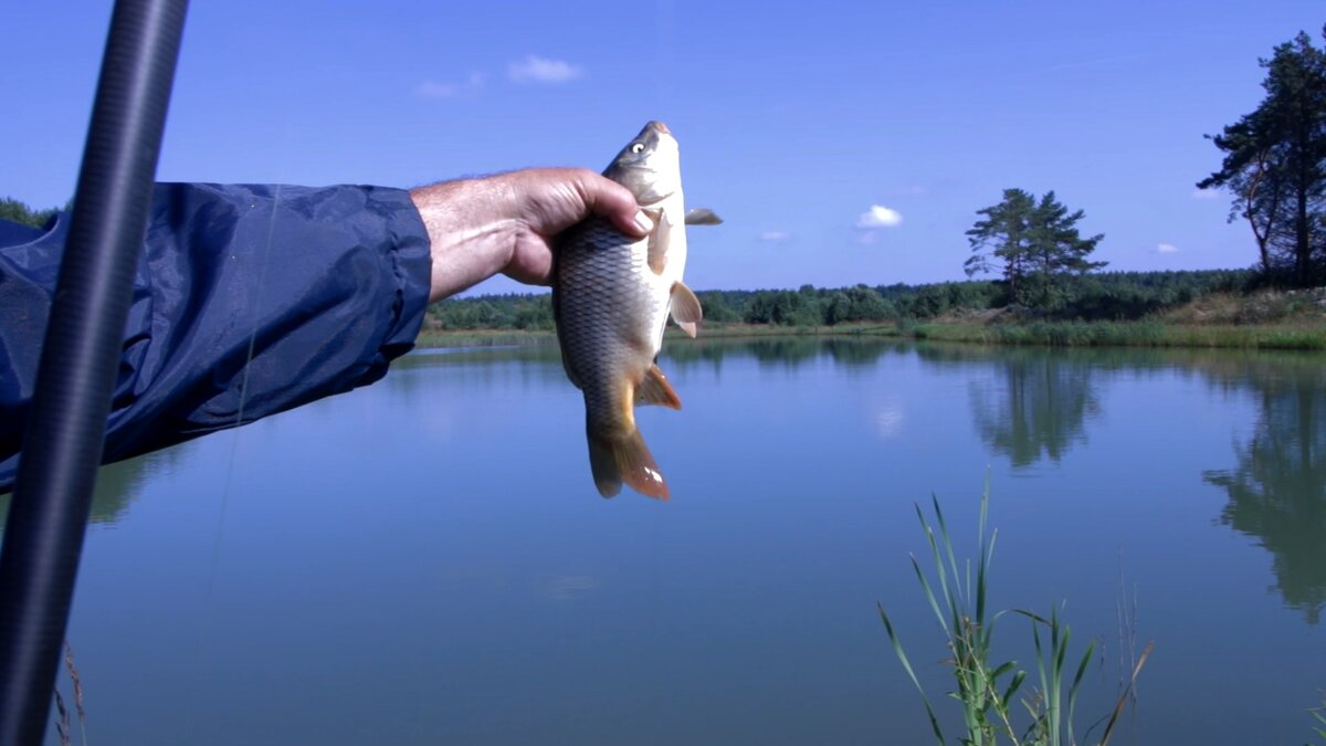 Купить корм для карпов кои, корм для рыб Tetra Pond, Hikari, Coppens, JPD в Украине | Aquamag