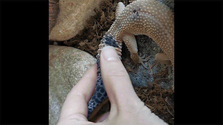 Кицуми в террариуме