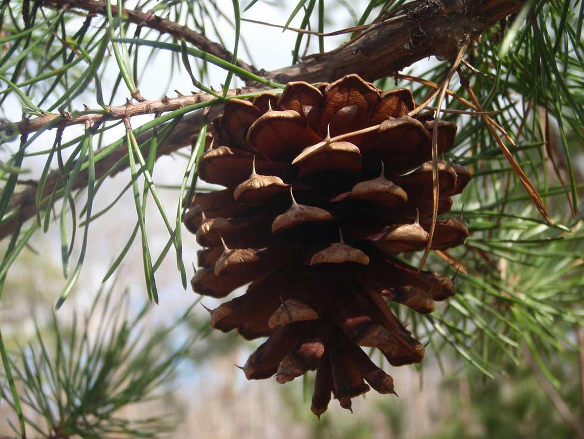 Eight tree. Сосна съедобная. Сосна используется. Кедровая шишка. Использование хвойных деревьев.