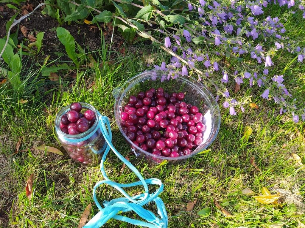 Сбор вишни. Черешня сбор урожая. Плантация черешни. Собрать черешню. Сбор урожая вишни.