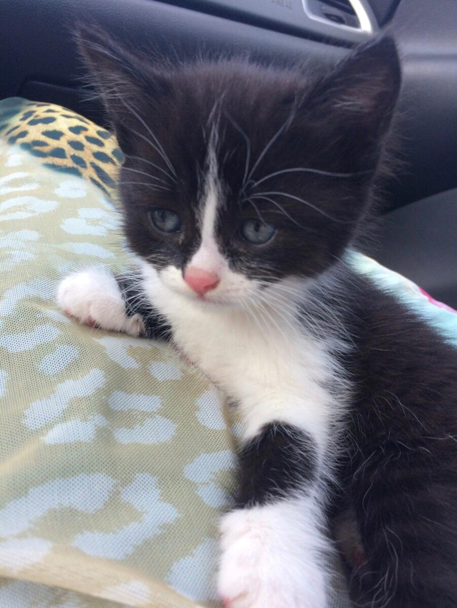 первое фото Тишки)