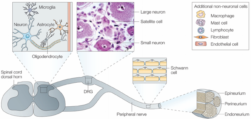 Схема строения периферической нервной системы