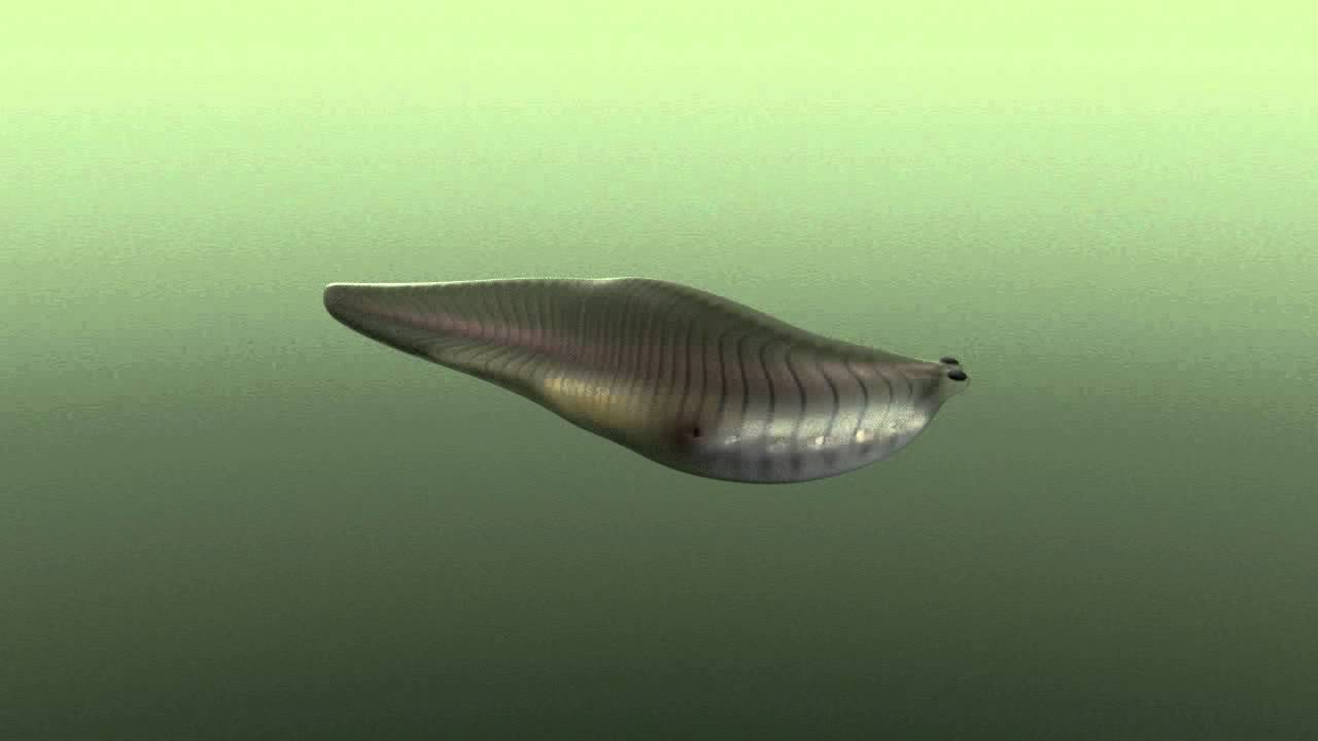 Указательный 